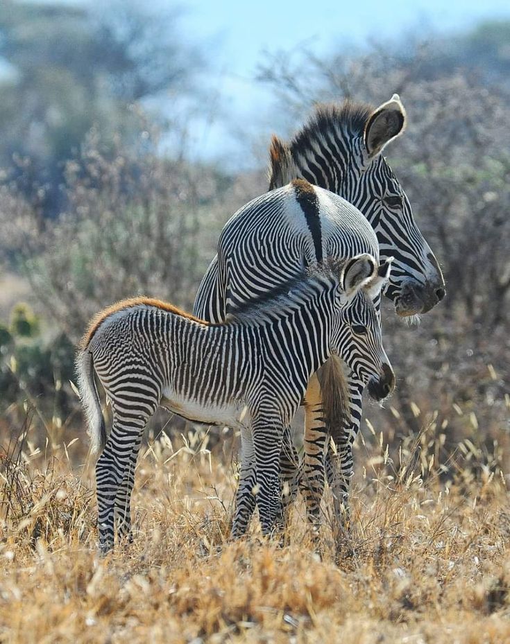 Samburu giraffe and zebra wildlife