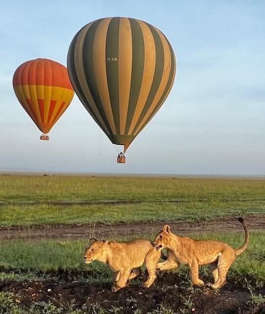 Masai Mara golden hour wildlife