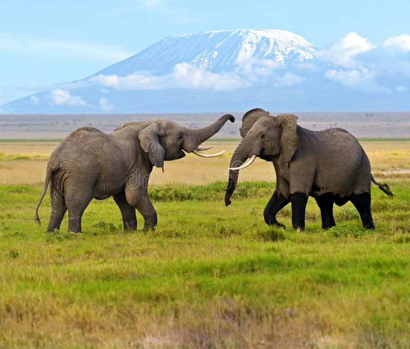 Amboseli