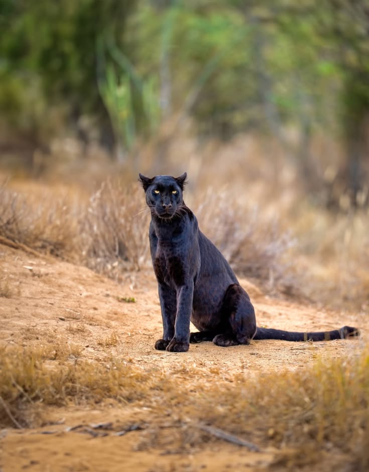 Laikipia