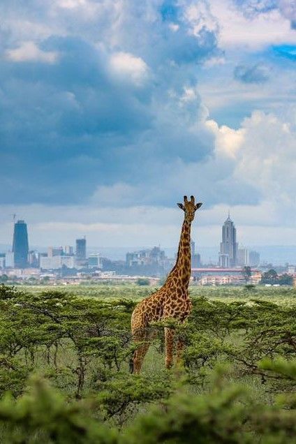 Nairobi NP