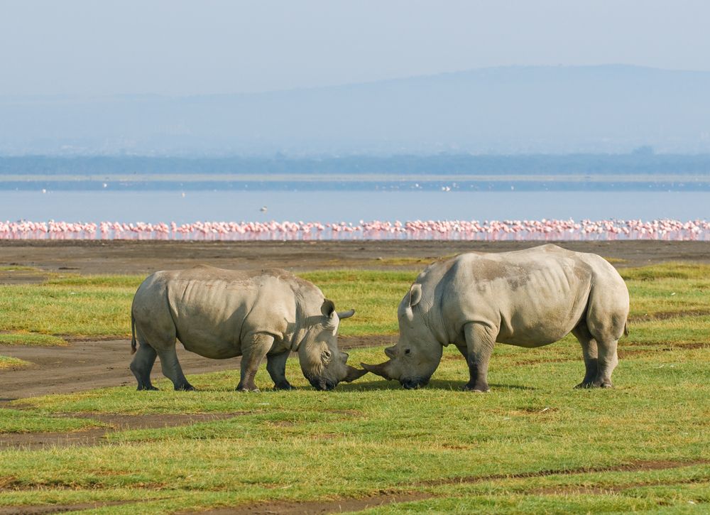 Lake Nakuru