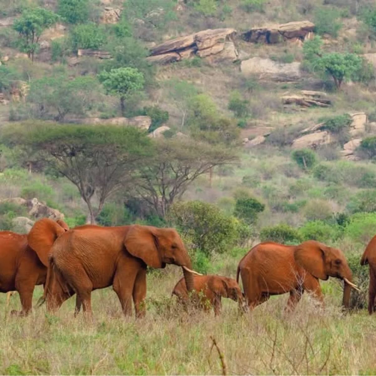 Tsavo