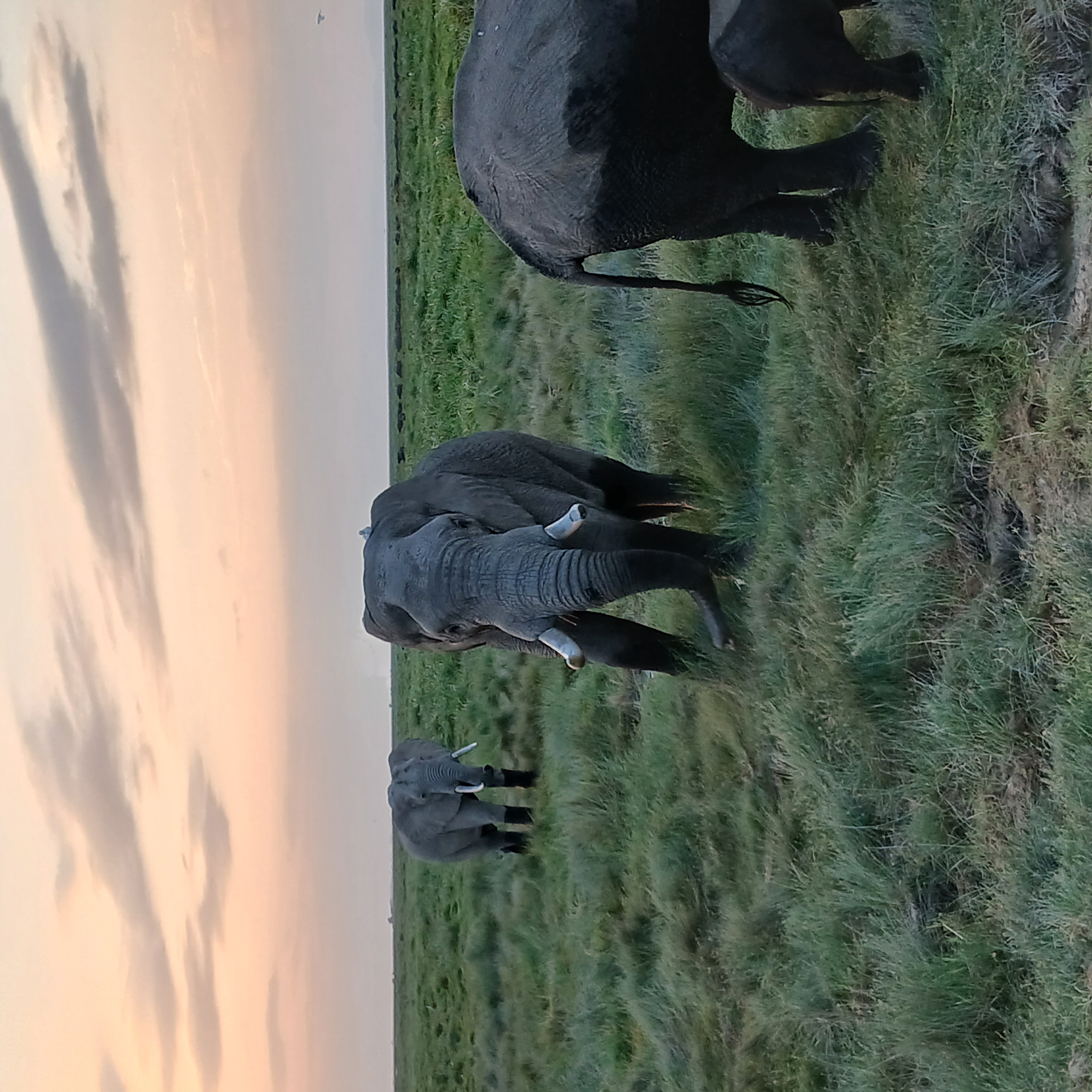 Amboseli elephants Kilimanjaro majesty
