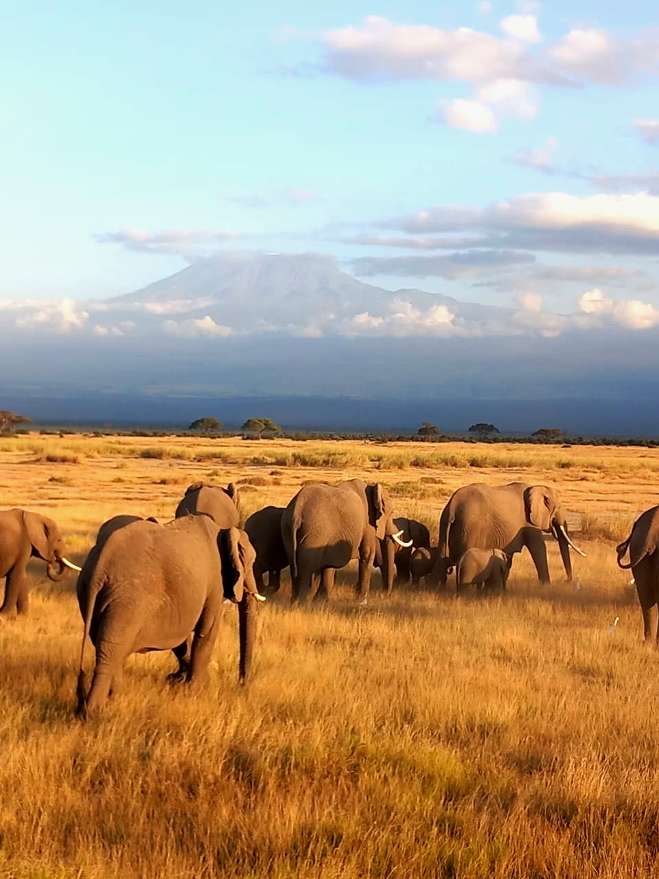 Amboseli elephants Kilimanjaro majesty