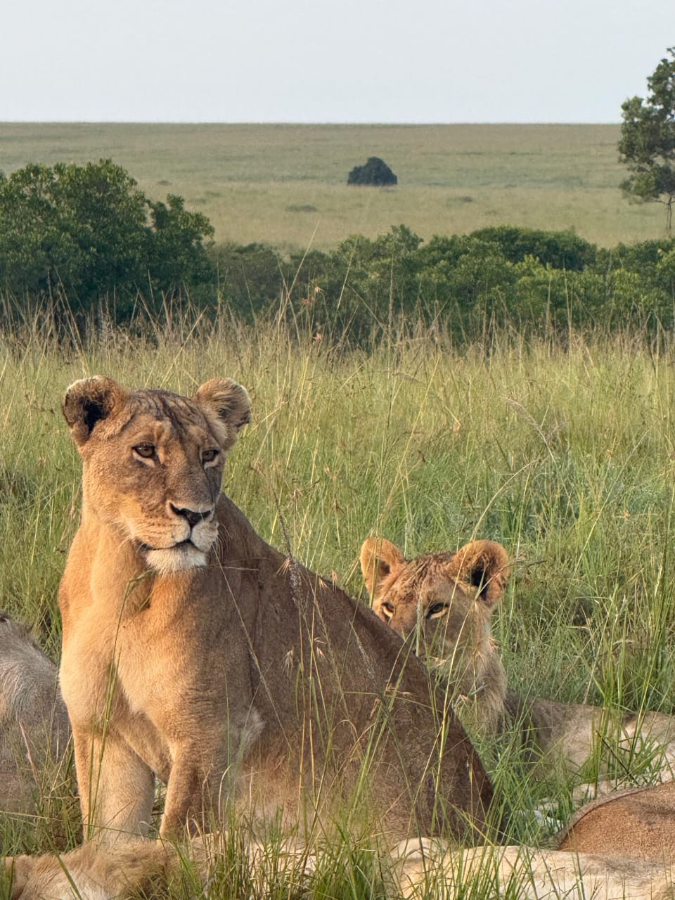 Masai Mara golden hour wildlife