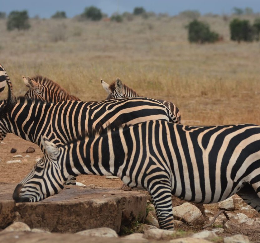Kenya safari landscape