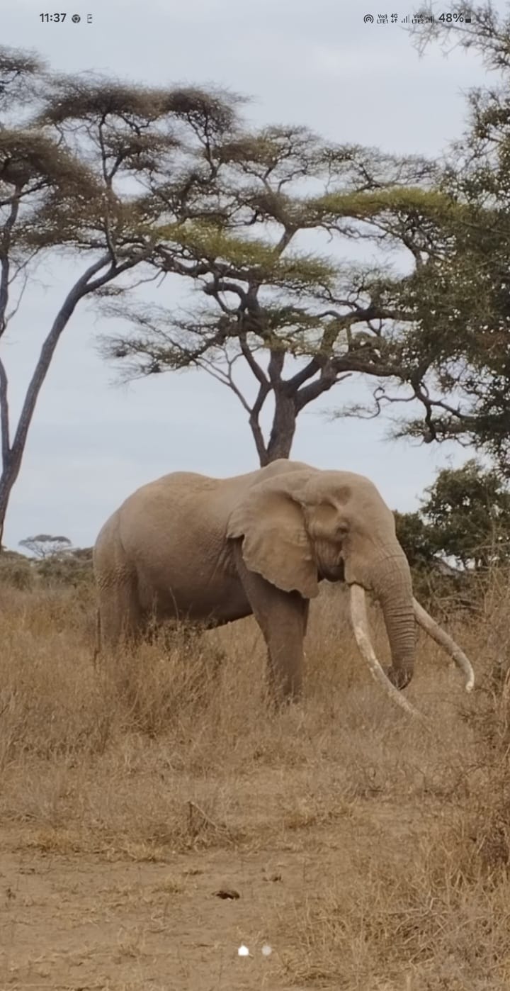Samburu giraffe and zebra wildlife