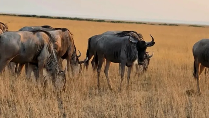 Masai Mara golden hour wildlife